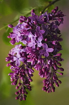 Lilac, Syringa vulgaris.