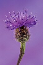 Knapweed, Centaurea nigra.