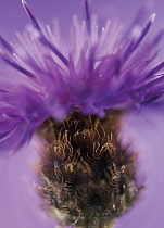 Knapweed, Centaurea nigra.