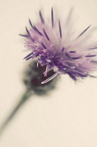 Knapweed, Centaurea nigra.