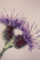 Knapweed, Centaurea nigra.