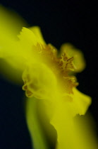 Orchid, Onicidum.