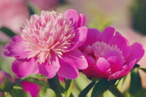 Peony, Paeonia lactiflora.