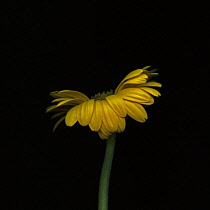 Gerbera, Gerbera Germini Davidson.