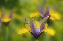 Iris, Dwarf iris, Iris danfordiae.
