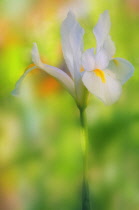 Iris, Dwarf iris, Iris danfordiae.