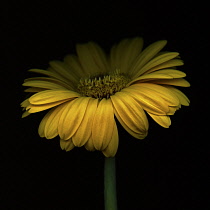 Gerbera, Gerbera Germini Davidson.