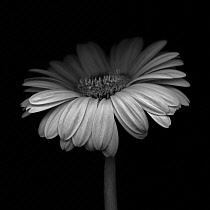 Gerbera, Gerbera Germini Davidson.