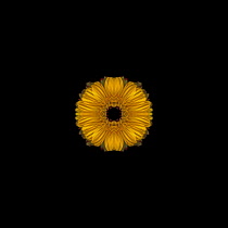 Gerbera, Gerbera Germini Davidson.