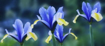 Iris, Dwarf iris, Iris danfordiae.