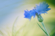 Cornflower, Centaurea cyanus.