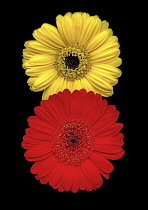 Gerbera, Gerbera 'Germini Davidson'.