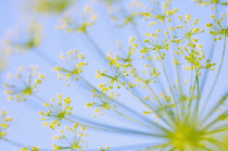 Dill, Anethum graveolens.