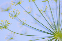 Dill, Anethum graveolens.