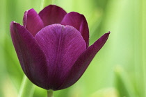 Tulip, Tulipa 'Negrita'.