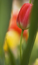 Tulip, Tulipa.