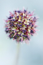 Acaena, Acaena affinis.