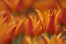 Tulip, Tulipa.