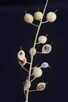 Alyssum, Alyssum montanum.