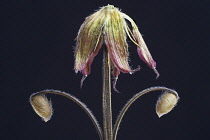Geranium, Armenium cranesbill, Geranium psilostemon.