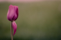 Tulip, Tulipa.