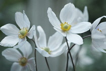 Anemone, Japanese anemone, Anemone japonica.