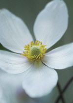 Anemone, Japanese anemone, Anemone japonica.