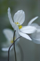 Anemone, Japanese anemone, Anemone japonica.