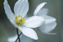 Anemone, Japanese anemone, Anemone japonica.