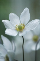 Anemone, Japanese anemone, Anemone japonica.