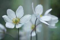 Anemone, Japanese anemone, Anemone japonica.