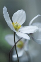 Anemone, Japanese anemone, Anemone japonica.