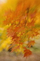 Japanese Maple, Acer palmatum.