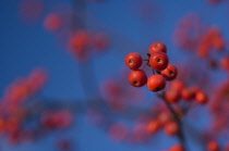 Crabapple, Malus coronaria.