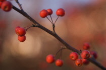 Crabapple, Malus coronaria.