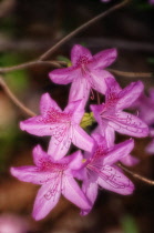 Azalea, Rhododendron.