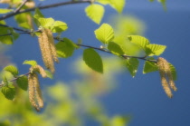 Birch, Betula.