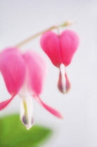 Bleedingheart, Dicentra spectabilis.