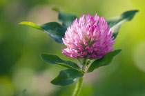 Clover, Trifolium pratense.