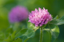 Clover, Trifolium pratense.