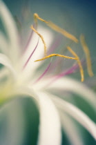 Spiderlily, Crinum asiaticum.