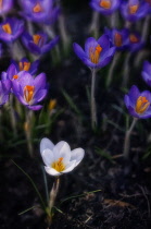 Crocus, Crocus vernus.