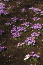 Crocus, Crocus vernus.