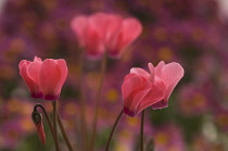 Cyclamen, Cyclamen hederifolium.