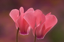 Cyclamen, Cyclamen hederifolium.