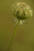 Carrot, Wild carrot, Daucus carota.