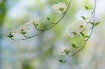 Dogwood, Flowering dogwood, Cornus 'Florida'.