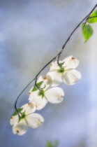 Dogwood, Flowering dogwood, Cornus 'Florida'.