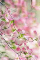 Dogwood, Flowering dogwood, Cornus 'Florida'.