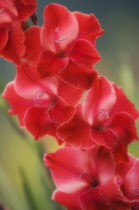 Gladiolus.